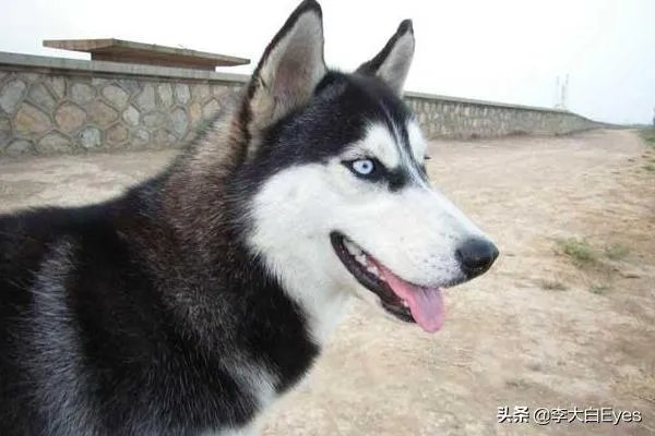 哈士奇犬好养吗？