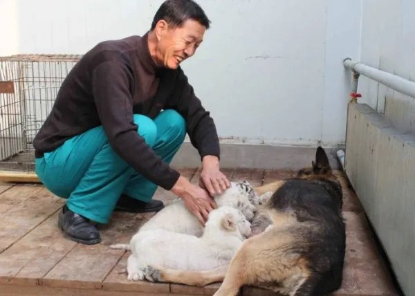 上海动物园群熊撕咬饲养员，猛兽饲养员和猛兽间到底有没有感情？