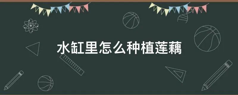 水缸里怎么种植莲藕