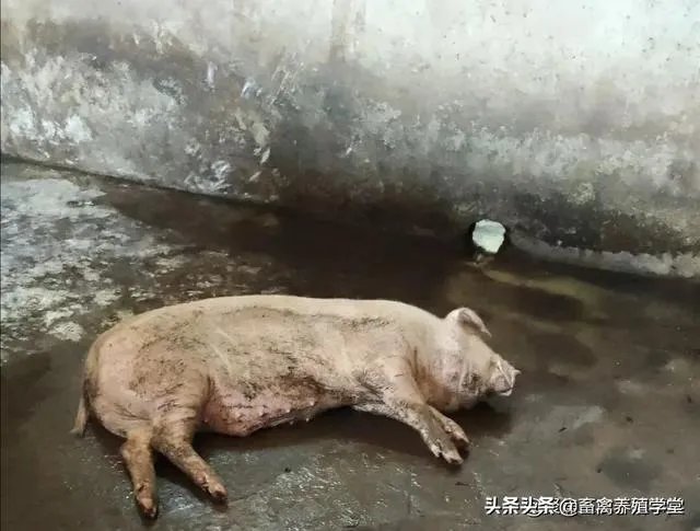 11月13日，云南腾冲发生非洲猪瘟疫情，养殖户冬天怎么防控才能保证猪场安全？