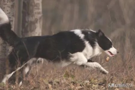 边境牧羊犬如何训练?