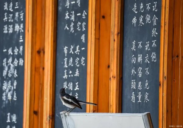 电视剧人世间主演是谁