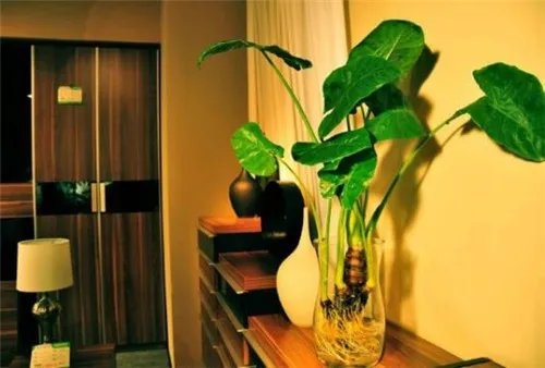 千手观音植物怎么养 千手观音有毒吗