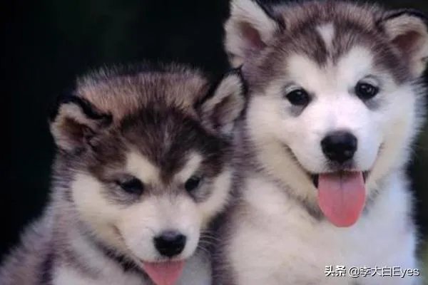 哈士奇犬好养吗？