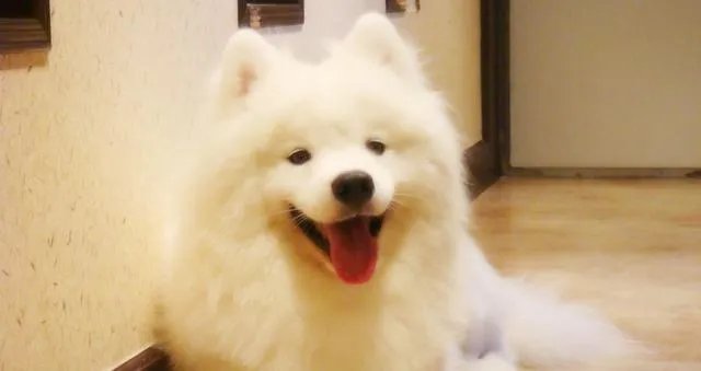 狗狗泪痕怎么解决？