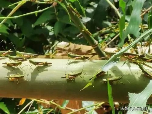 如何看待黄脊竹蝗已经入侵我国云南普洱市累积发生面积近10万亩,将会造成什么样的影响?应该如何应对?