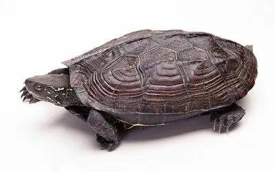 乌龟离家出走74天只走了200米,是如何被发现的?
