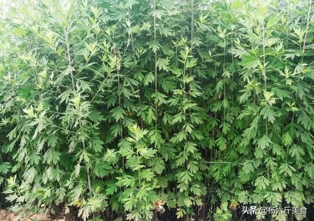 在农村你们的端午节是怎么过的？