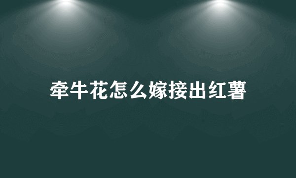 牵牛花怎么嫁接出红薯