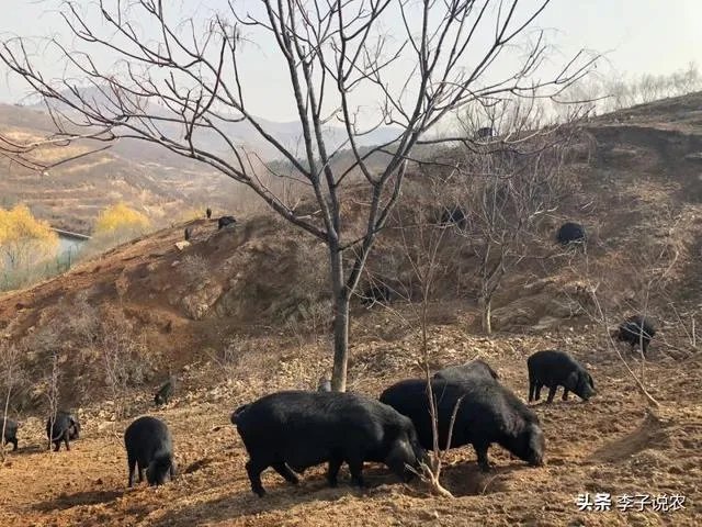 猪价跌幅这么大，养殖户亏损严重，国家会出手吗？
