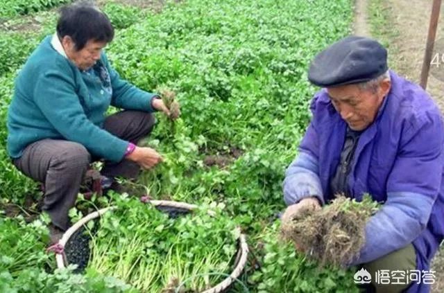 经过“豆你玩”、“姜你军”、“蒜你狠”之后,近期又迎来了“香死你”,你怎么看?