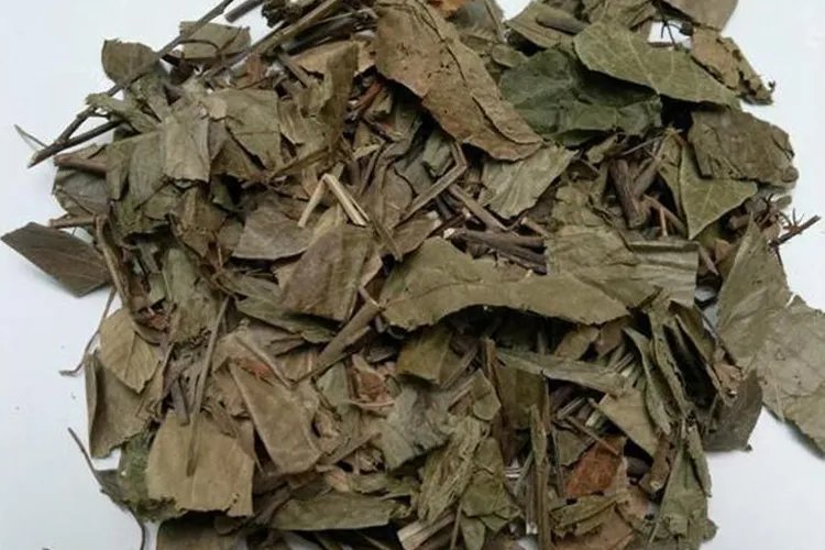 中药葫芦草的图片大全