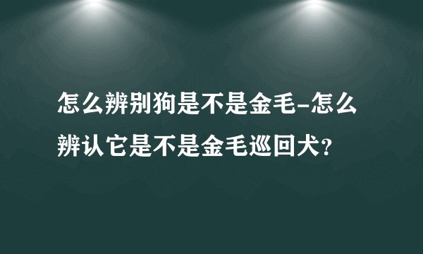 怎么辨别狗是不是金毛-怎么辨认它是不是金毛巡回犬？